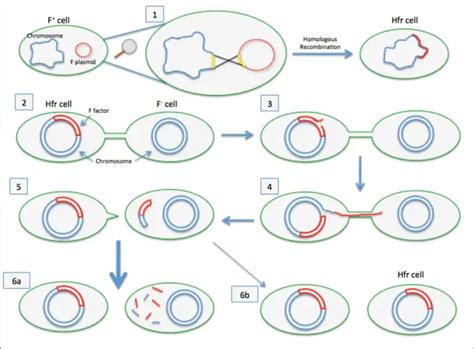 Bacterial Conjugation - Definition, Steps, Importance Examples ...