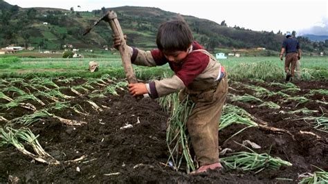 168 Millones De Niños Víctimas Del Trabajo Infantil En Todo El Mundo