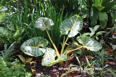 Nparks Alocasia Macrorrhizos New Guinea Gold