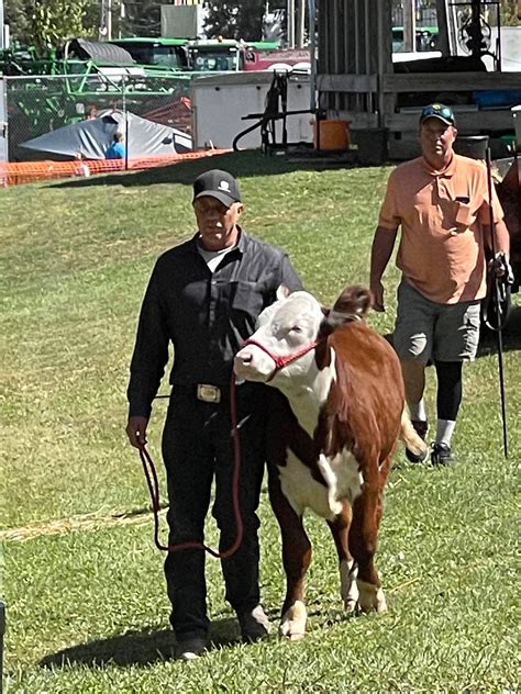 Hereford Show cattle | Heart Land Farm