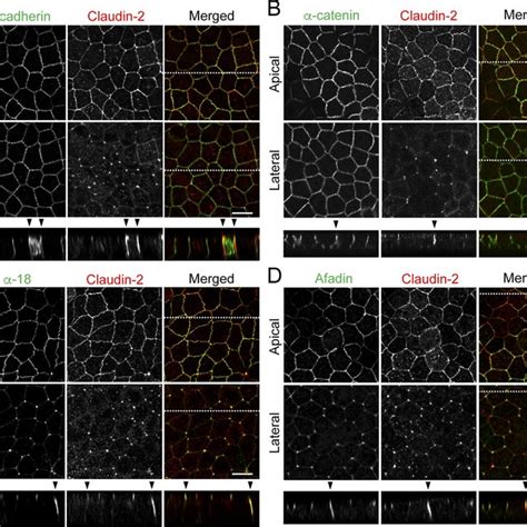 Localization Of Ttj And Aj Proteins At Tcs In Mdck Ii Cells A D