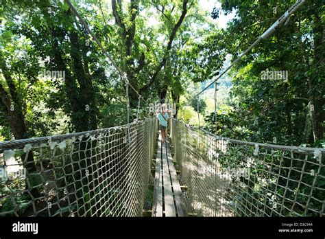 Botanical garden of Balata, Jardin de Balata, Martinique Island Stock ...