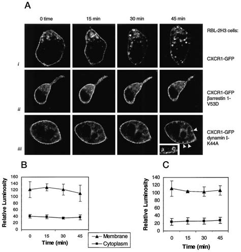 Effects Of Arrestin 1 V53D And Dynamin I K44A Mutants Overexpression