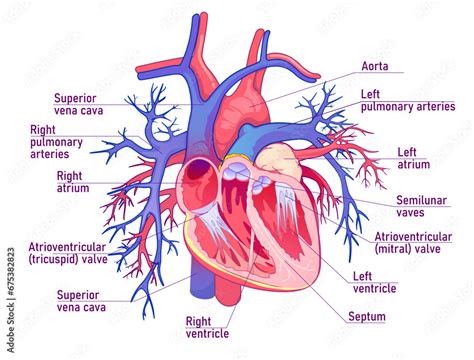 Human heart anatomy illustration, cross section of human heart. Vector ...