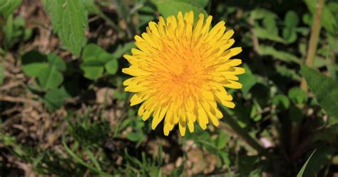 Dandelion Season