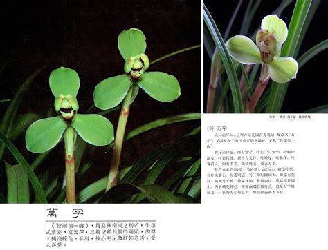 Cymbidium goeringii Wan Zi 萬字 Ten Shin Gardens