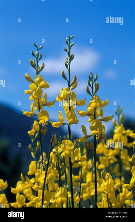 spanish broom spartium junceum spain stock photo alamy
