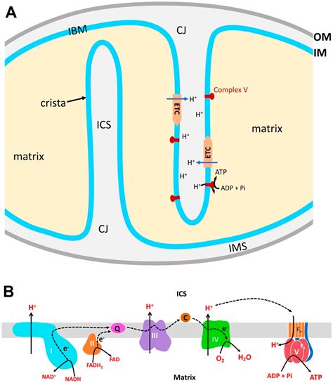 Antioxidants Free Full Text Mitochondrial Membrane Dynamics