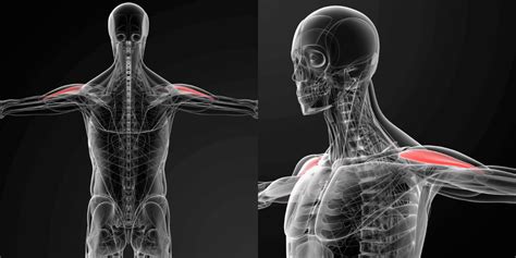 Master the Shoulder Press - Muscles Worked, Form, Variations