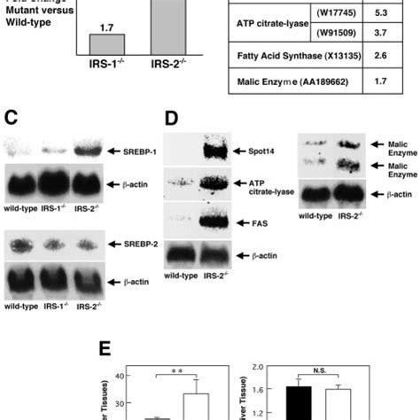 Induction Of Srebp And Its Target Genes Associated With An Increased