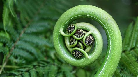 How To Grow Nz Fern | Home and Garden Reference