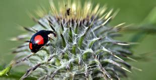 Coccinelle Insecte Indispensable Et Populaire Comment Vit Elle