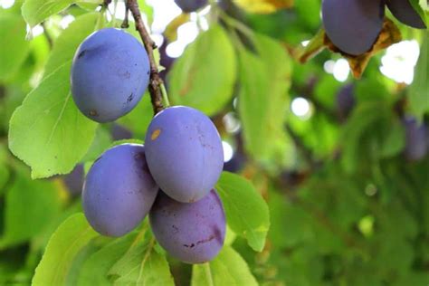 Summer Care For Fruit Trees Basic Caring For Pip Stone Berry Fruits