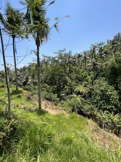 Dijual Tanah Tegallalang Ubud Bali View Jungle Ada Sungai