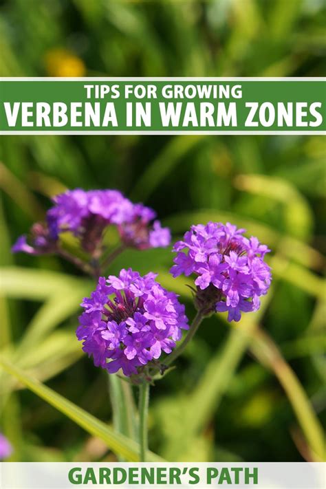 Verbena Growing Tips For Warm Zones Gardener’s Path