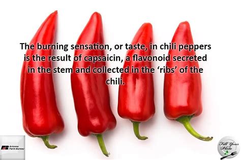 The Burning Sensation Or Taste In Chili Peppers Is The Result Of Capsaicin A Flavonoid