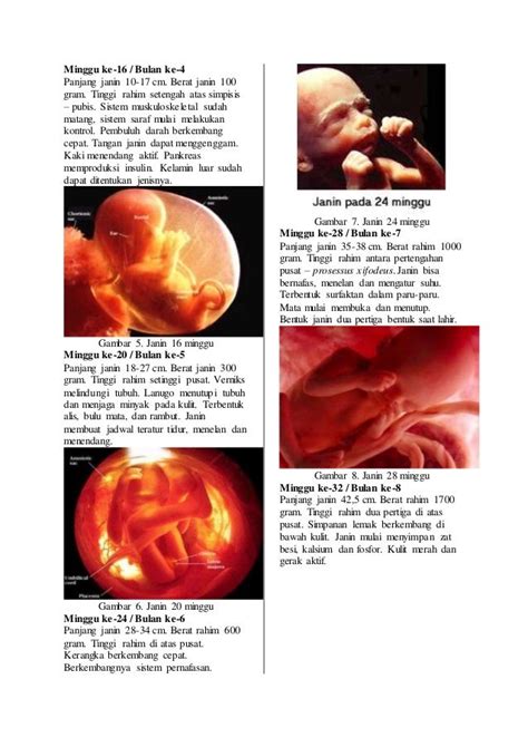Pertumbuhan Dan Perkembangan Janin Dalam Kandungan