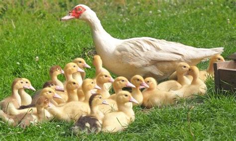 Duck Farming for Beginners - Value Media