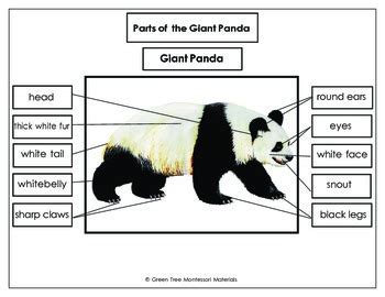 Giant Panda Diagram