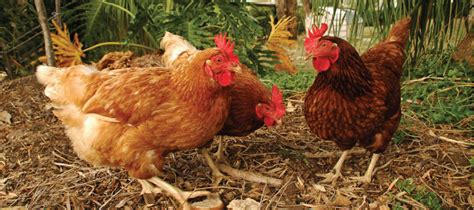 Essential Vitamins And Minerals For Poultry Barastoc Poultry