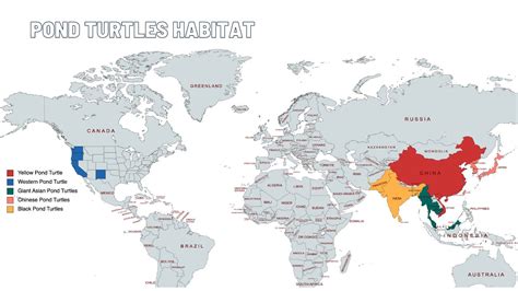 Where Do Different Turtles Live Map Location The Turtle Hub