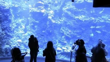 California Academy Of Sciences Philippine Coral Reef California Usa