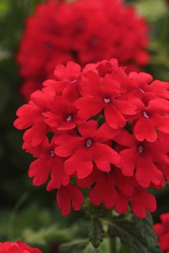 Buy The Best Hardy Perennial Verbena Plants For Sale Online With Free