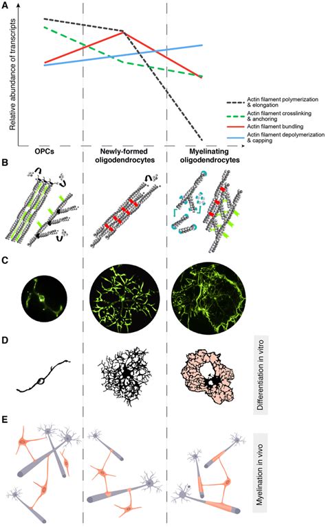 The Evolution Of Actin Filament Dynamics And Expression Of