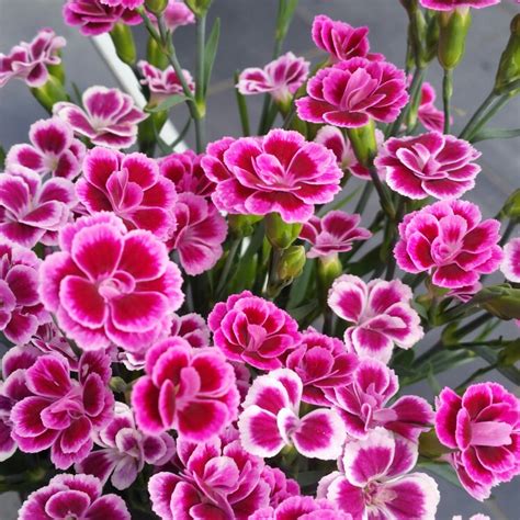 Dianthus Pink Kisses Pink Pink Kisses Uploaded By Steadysgirl7