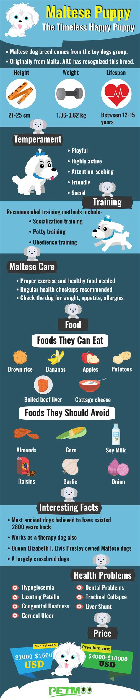 Maltese Puppy - All Facts, Health Problems & Dog Care - Petmoo