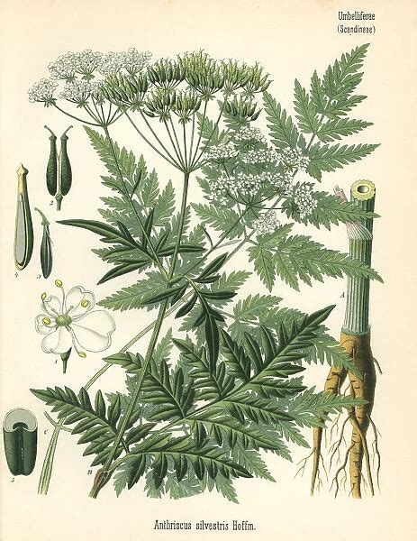 Cow Parsley Or Wild Chervil Anthriscus Sylvestris