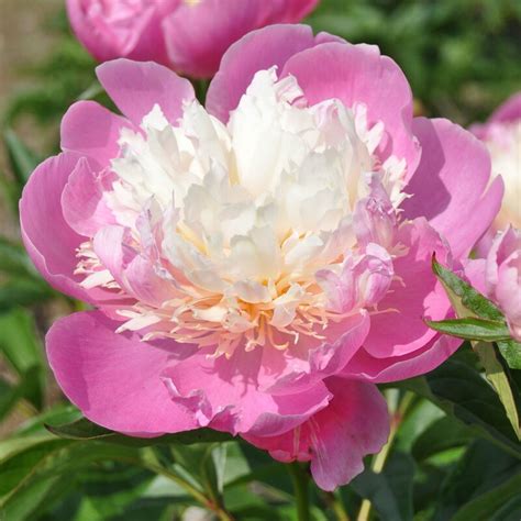 Пион боул оф бьюти описание - фото