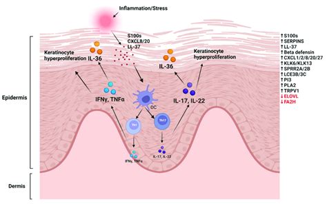 Molecular Changes In Psoriasis Inflammation Or Cell Stress Induces The