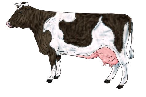 How To Draw A Cow The Best Tutorial For Easy Cow Drawing Cow Drawing