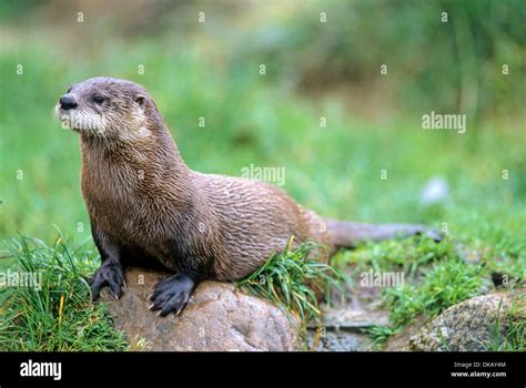 North American River Otter Lontra Canadensis Northern River Otter