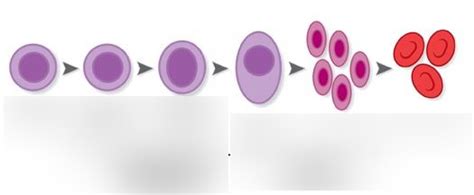 Erythropoiesis Diagram | Quizlet