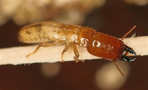 4 Signs of Drywood Termites in Your Santa Clarita Home - No Bugs