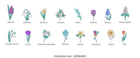 Vector Collection Spring Flowers Names Doodle Stock Vector (Royalty ...