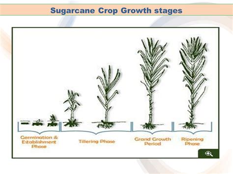 Sugarcane Plant Diagram