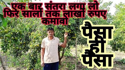 नागपुरी संतरे की खेती कैसे करे संतरे की खेती की पूरी जानकारी Orange Farming In India Youtube