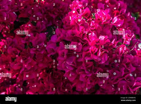 A red violet Bougainvillea flower in Palm Springs, California Stock ...