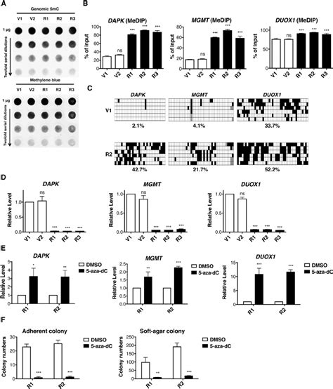 Oncogenic Kras Expression Causes Hypermethylation Mediated Silencing Of