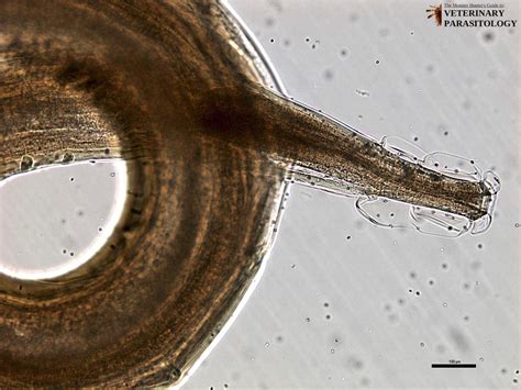 Oesophagostomum Sp Roundworms Monster Hunters Guide To Veterinary Parasitology