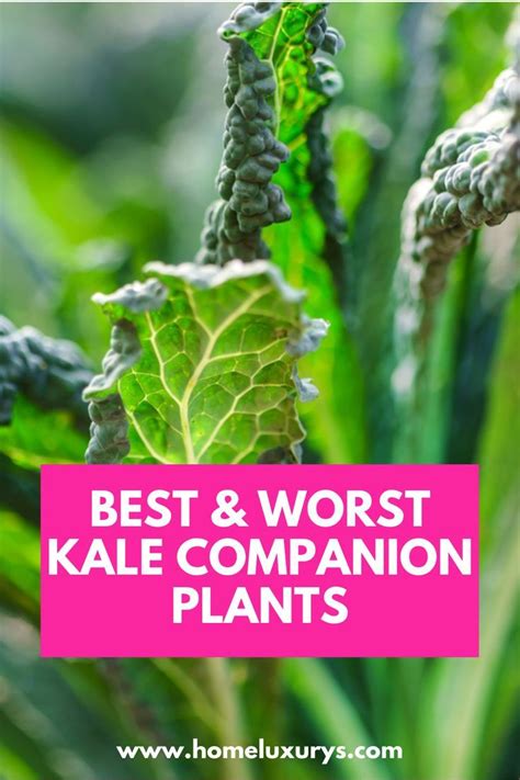 Green Plants With The Words Best And Worst Kale Companion Plants On It