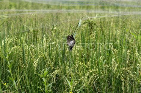 Padi Terserang Hama Burung Pipit Antara Foto