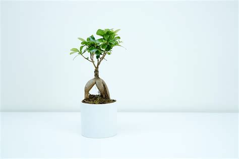 Complete Guide to the Best Office Table Plants - Welp Magazine