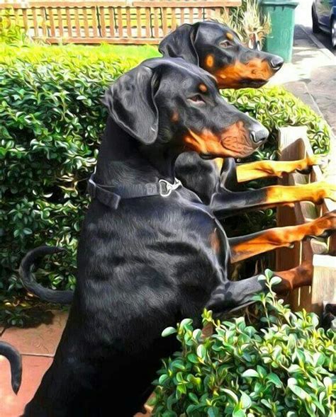 Fully Natural Black Doberman Dogs On Duty Doberman Doberman Pinscher