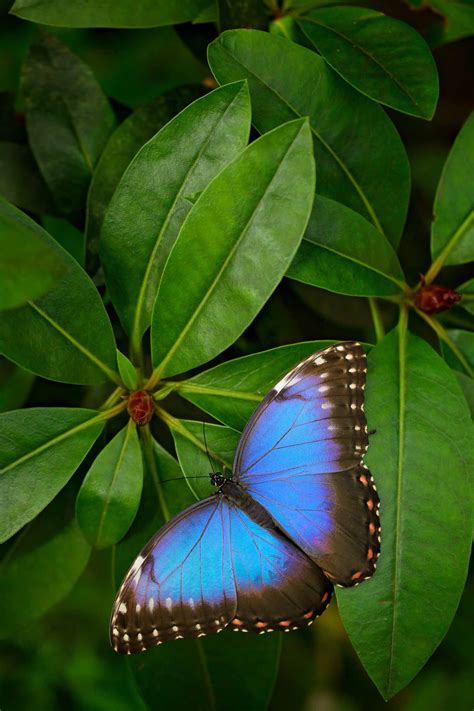 Butterfly Symbolism, Butterfly Facts, Butterfly Species, Morpho ...