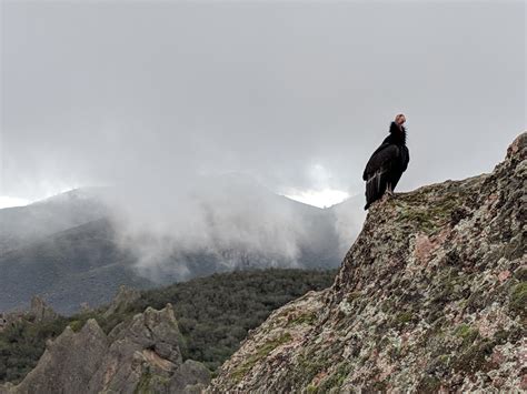 Close View Of Condor High Peaks Trail Pinnacles National Park