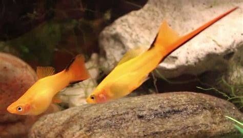 Marigold Swordtails Xiphophorus Helleri Tropical Fish Keeping